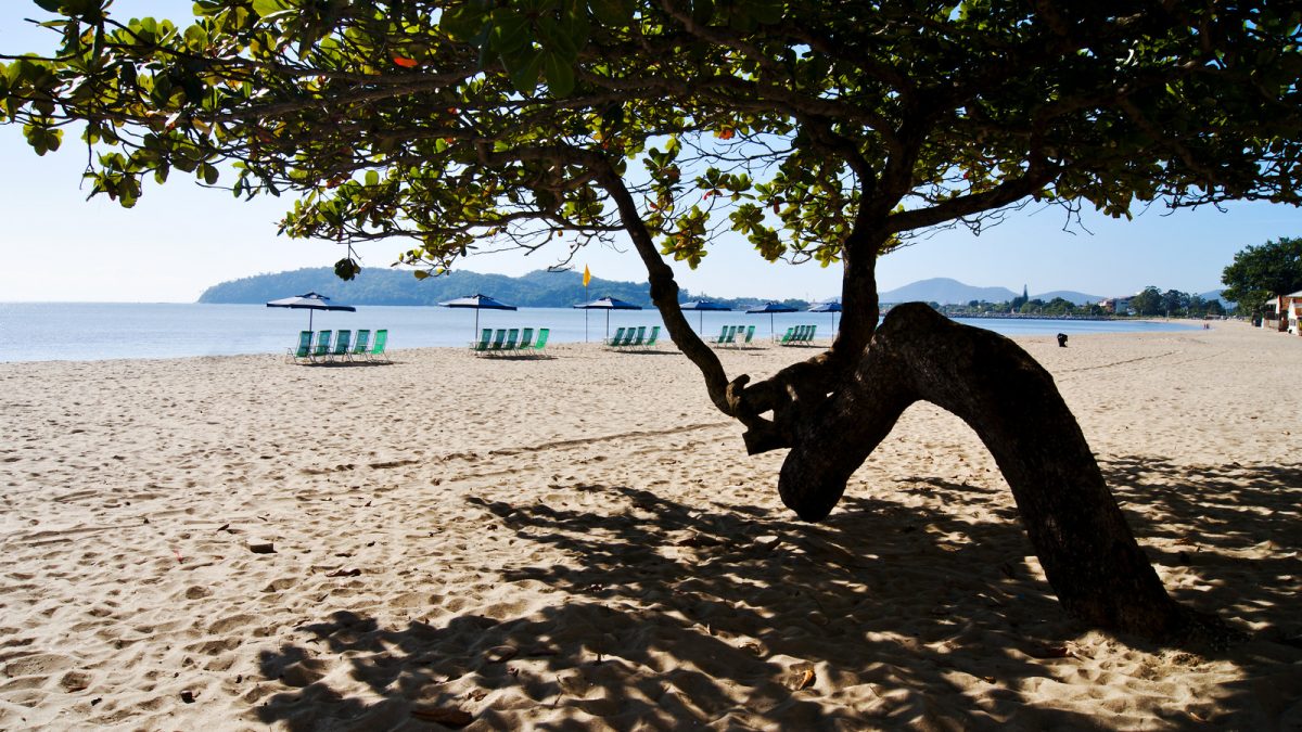 Árvore Torta – Praia Central